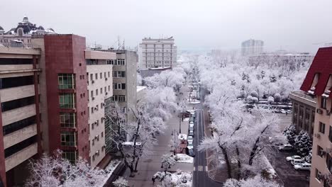 snow-white trees among the stone houses of city