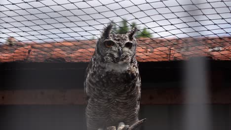 Owl-looking-at-the-camera