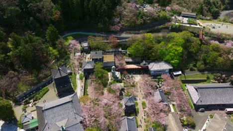 aerial fly above giant buddha statue in tsubosaka-dera temple of nara, japan around cherry blossom pink landscape
