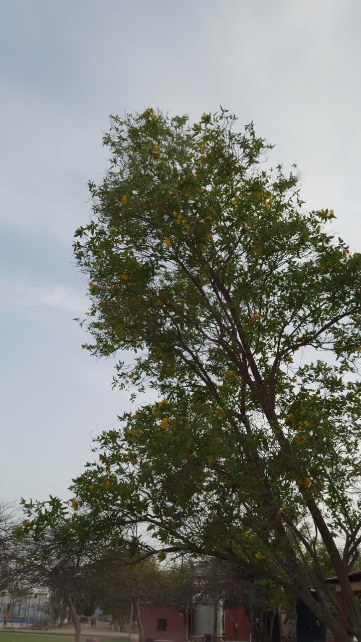 큰 나무의 전망, 근접 촬영, 낮은 각도 촬영