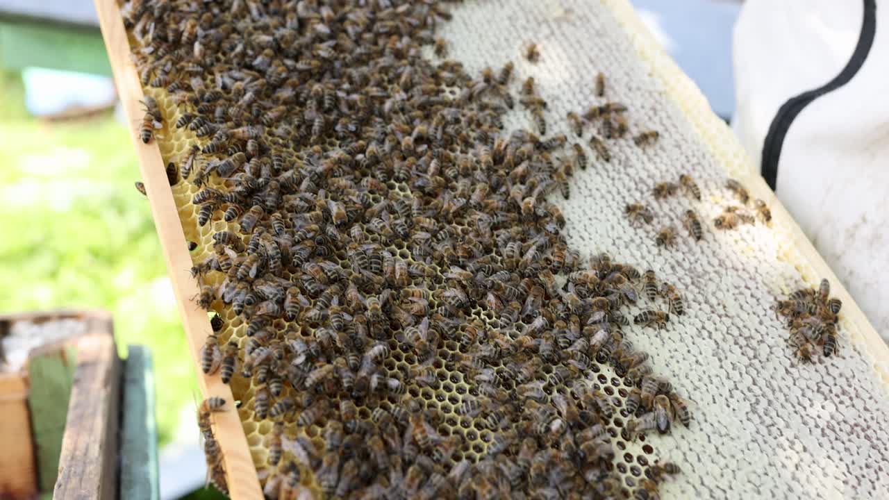 Beekeeper inspecting a frame full of honey bees and honeycomb