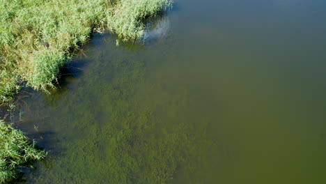 Aerial-top-down-flight-over-natural-pond-with-green-plants-during-sunny-day-in-Poland