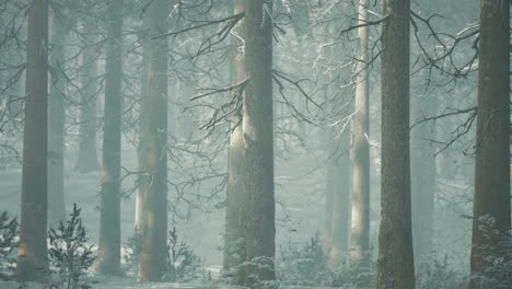 magic december forest with sun ray light