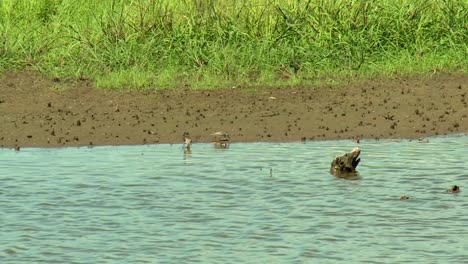 sandpiper birds foraging in shallow river with driftwood at blackwater national wildlife refuge in maryland, usa