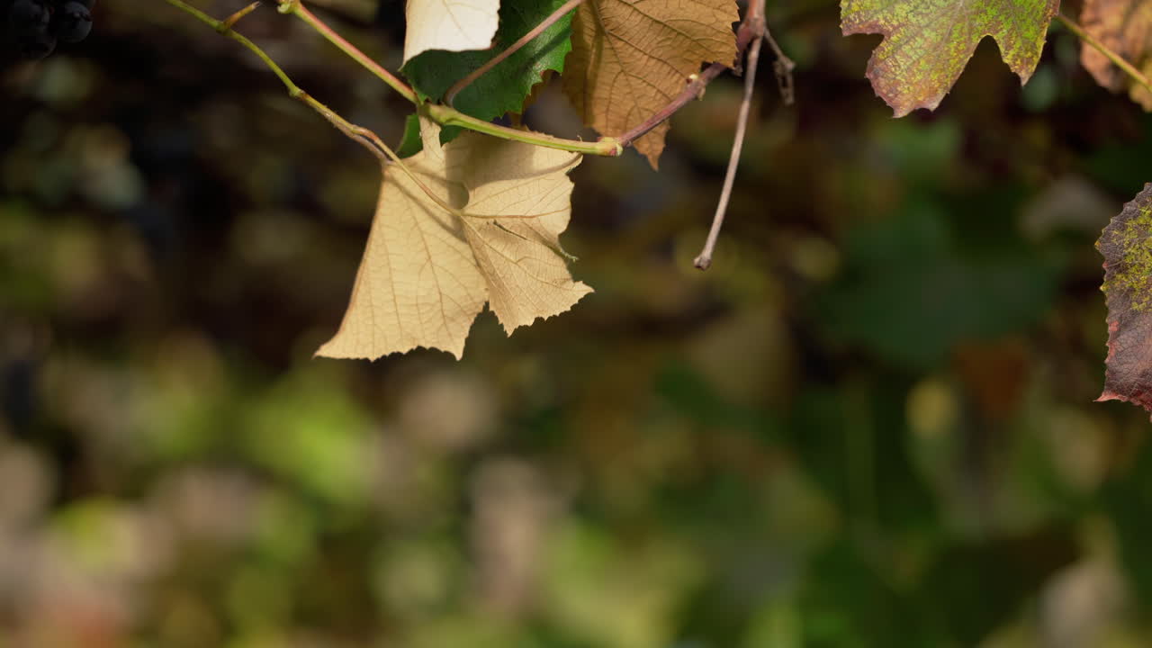 Bunch of fresh grapes on vine tree. Woman plucks grapes in the vineyard in autumn. Juicy purple fruit hanging on a branch. Close-up.