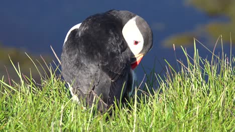 Bonito-Primer-Plano-De-Un-Lindo-Frailecillo-Posando-En-La-Costa-De-Islandia,-Cerca-De-Latrabjarg-4