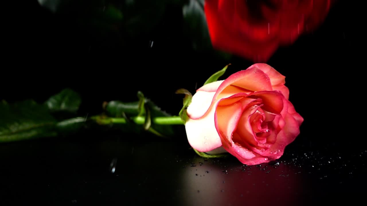 Caduta di una rosa su sfondo nero. Slow motion