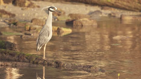 Gelb-Gekrönter-Nachtreiher,-Der-Auf-Felsen-Am-Wasser-An-Der-Küste-Des-Ozeanstrandes-Steht