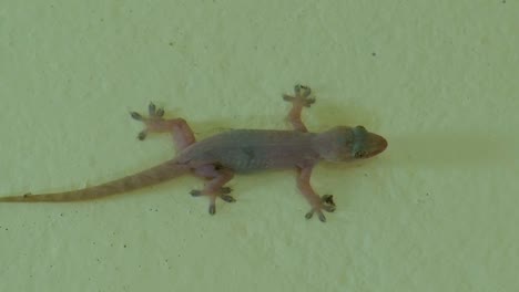 lagarto - geco común de la casa aferrado a la superficie