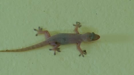 lizard - common house gecko clinging on surface