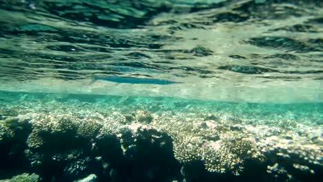 Colourful-Tropical-Coral-Reefs