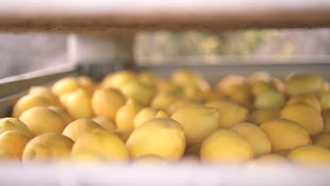 Recogiendo-Limones-De-Los-árboles-De-Cítricos-Y-Los-Trabajadores-Agrícolas-Arrojándolos-Desde-El-Capazo-A-Cajas,-Seleccionando-Los-Mejores-Con-Las-Manos