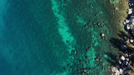 aerial top view of turquoise water next to a pine trees forest shoreline in lake tahoe