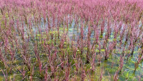 lush rice plants in a serene thai landscape