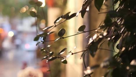 rainy night street view through vines