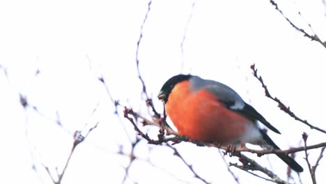 male bullfinch perched on tree branch seen pecking and eating seeds