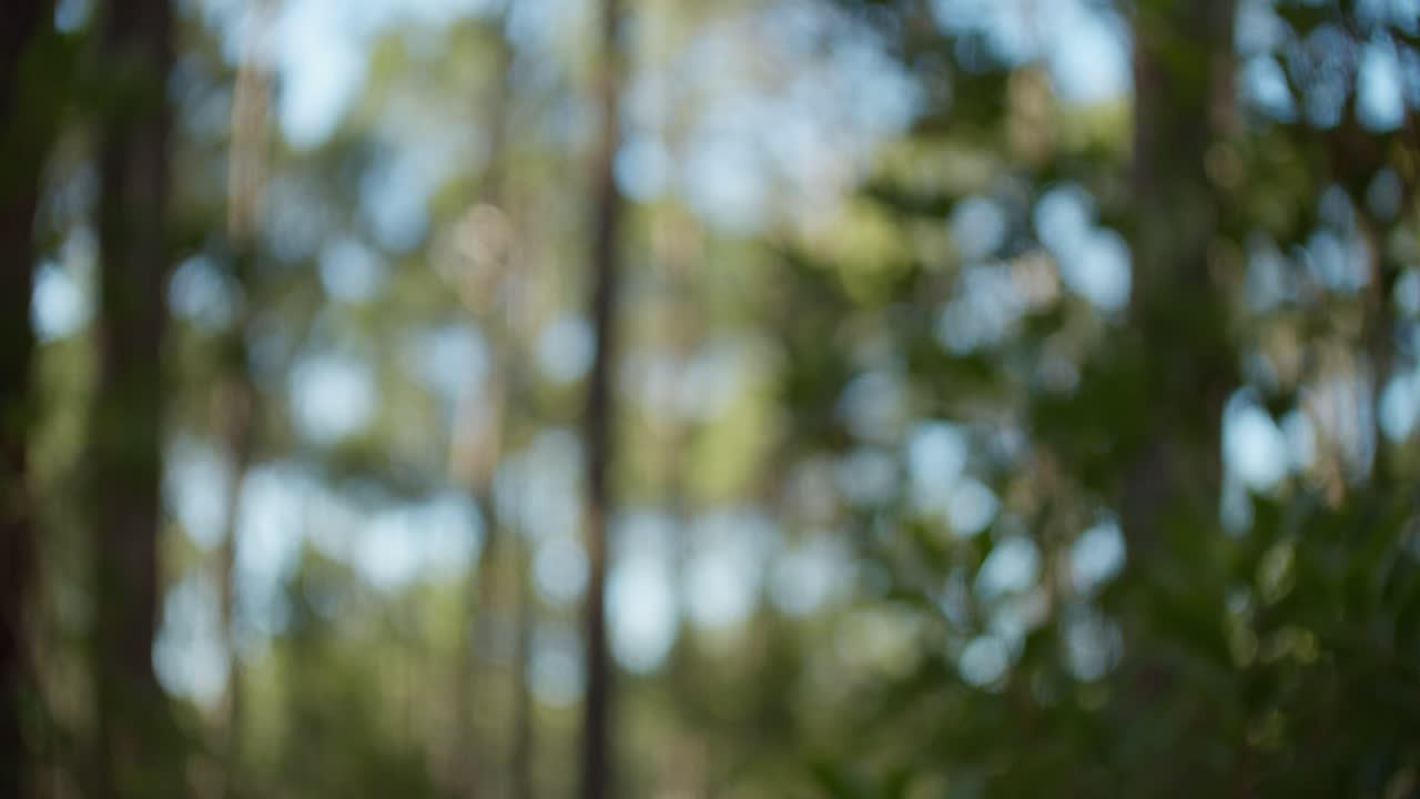 copas de los árboles del bosque alto en un día soleado y brillante
