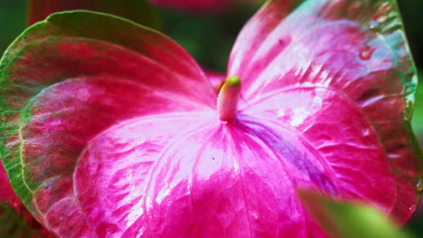 bright pink blossom of anthurium laceleaf flower with elongated spadix