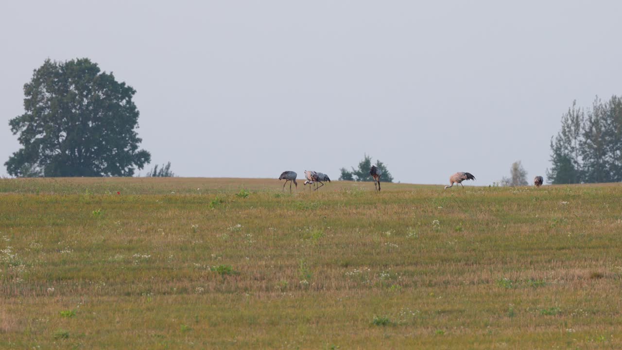 잔디에서 희귀하게 볼 수 있는 초록색, 야생동물 새들이 먹이를 먹으며 고 몸을 기울인다.
