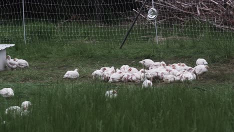 pollos comiendo en un campo de hierba en una pequeña granja