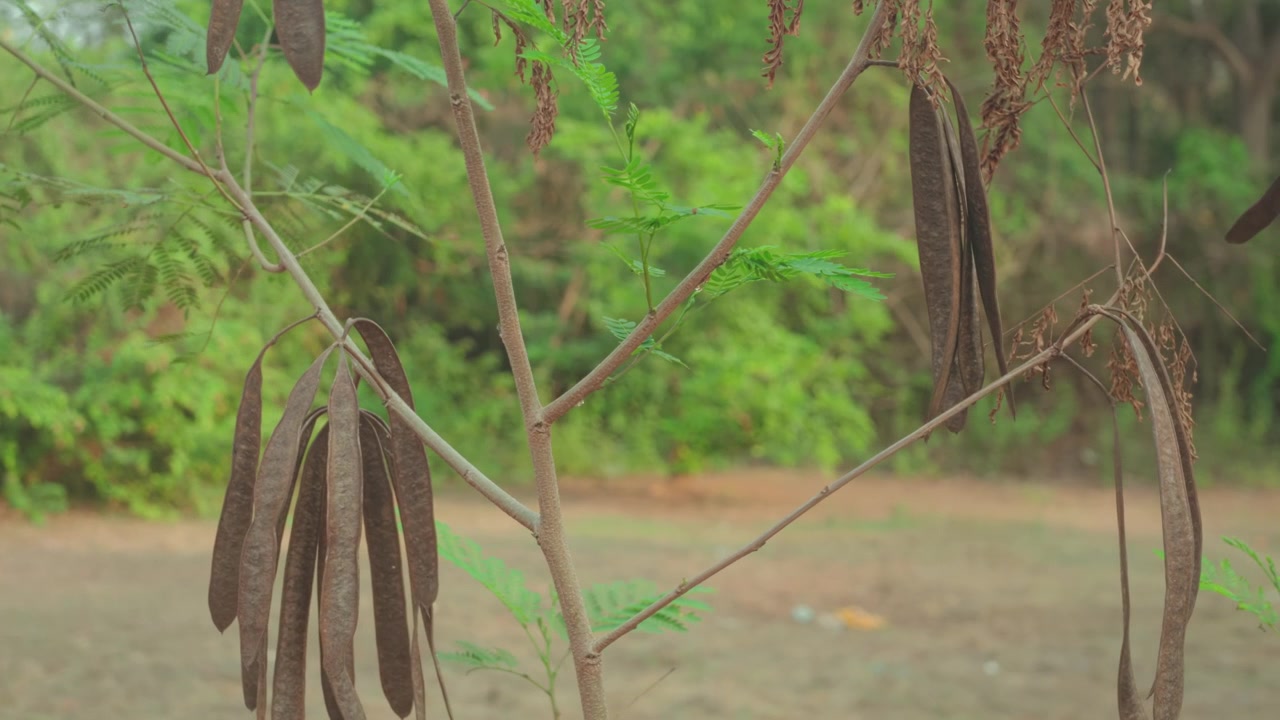 Dry seed pods hanging from a small tree branch in a natural outdoor setting