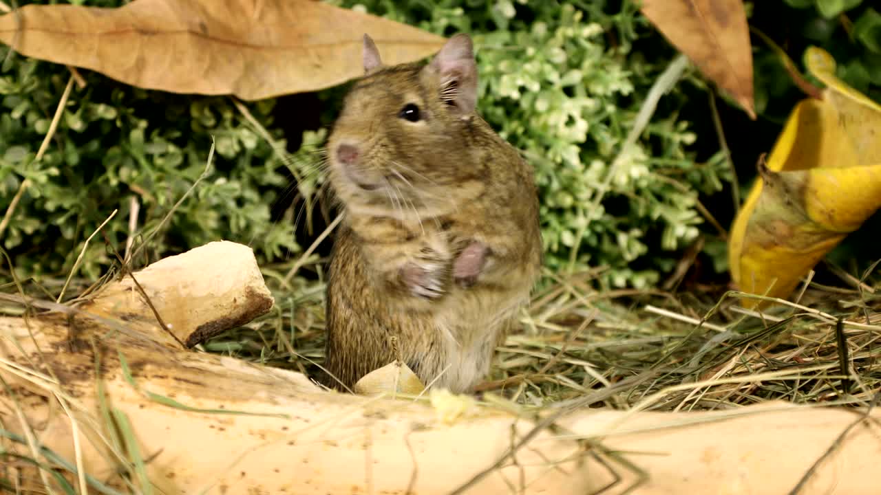 Piccolo degu in piedi sulle zampe posteriori