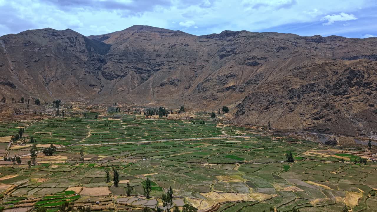 Un drone si alza sopra gli alberi per rivelare i terreni agricoli terrazzati nella valle del Colca, in Perù. Circondata da aspre montagne, quest'area rurale isolata mette in mostra terrazze geometriche, bellezza naturale e un drammatico paesaggio andino.