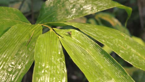 crane up movement reveling a fly sitting on a large palm leaf in the peruvian amazon forest