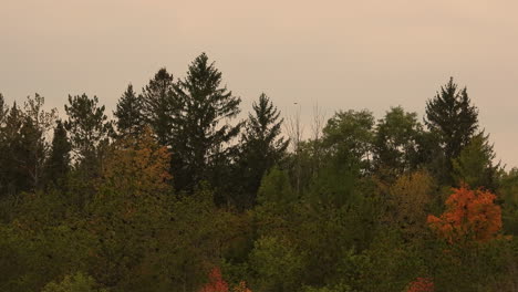 Massive-Grackle-Vögel-Fliegen-Frei-Unter-Den-Nadelbäumen,-Herbstsaison,-Zugvögel