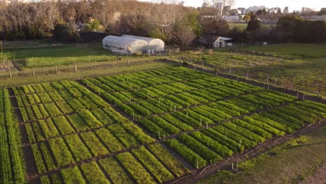 aerial flyover vegetable field in farm at sunset in suburb district of buenos aires