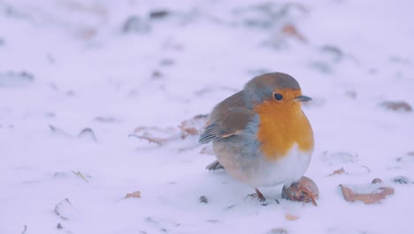 Entzückendes-Orangefarbenes-Europäisches-Rotkehlchen,-Das-Auf-Frischem-Schnee-Herumspringt