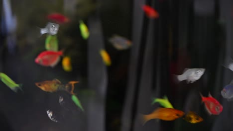 brightly colored fish gliding through the water in the aquarium