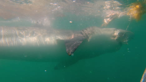 tiburón con cebo bajo el agua, cola de trucho