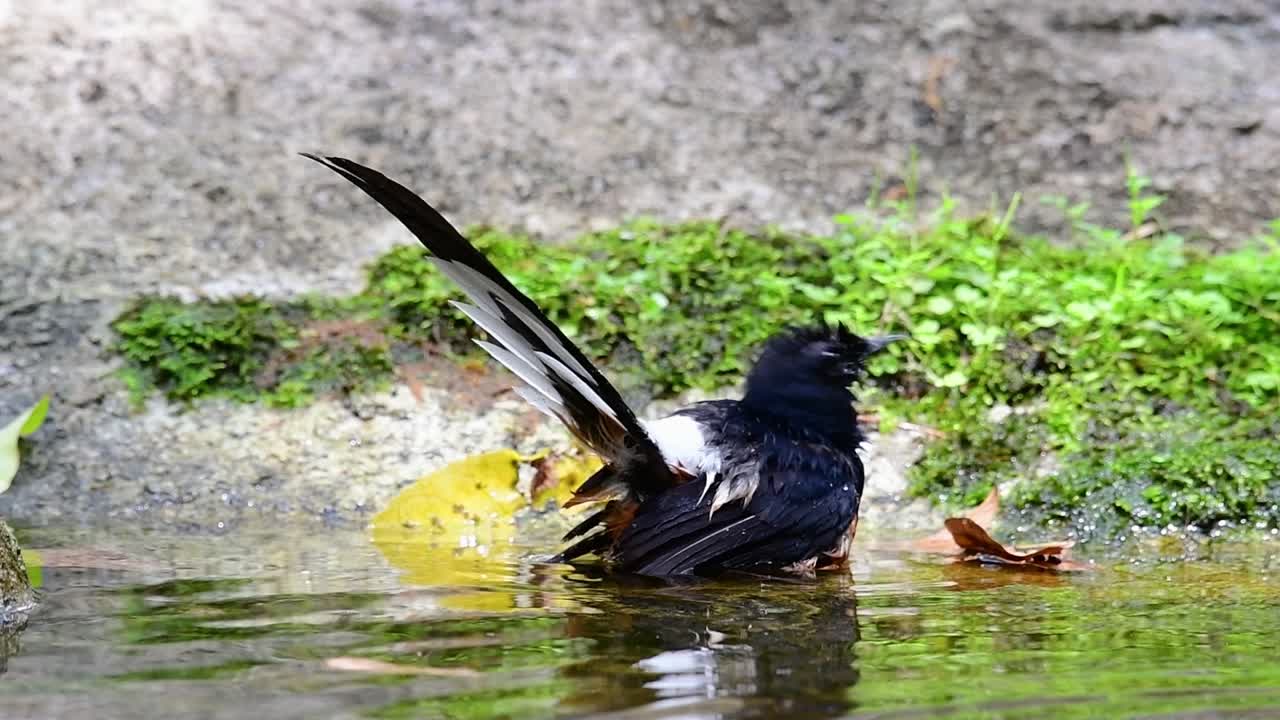 shama de rabadilla blanca bañándose en el bosque durante un día caluroso, copsychus malabaricus, en cámara lenta