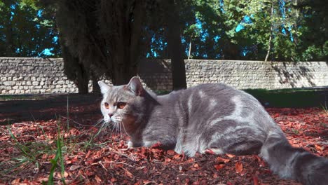 a scottish cat is sitting on the piles of red leaves in the park in the morning