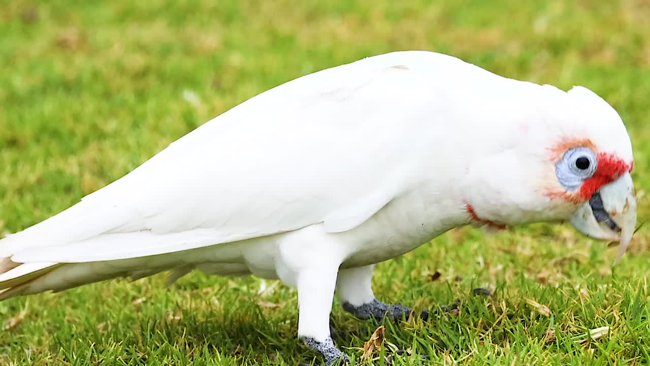Biała kakadu długodzioba szuka jedzenia na zielonym trawniku w naturalnym świetle dziennym