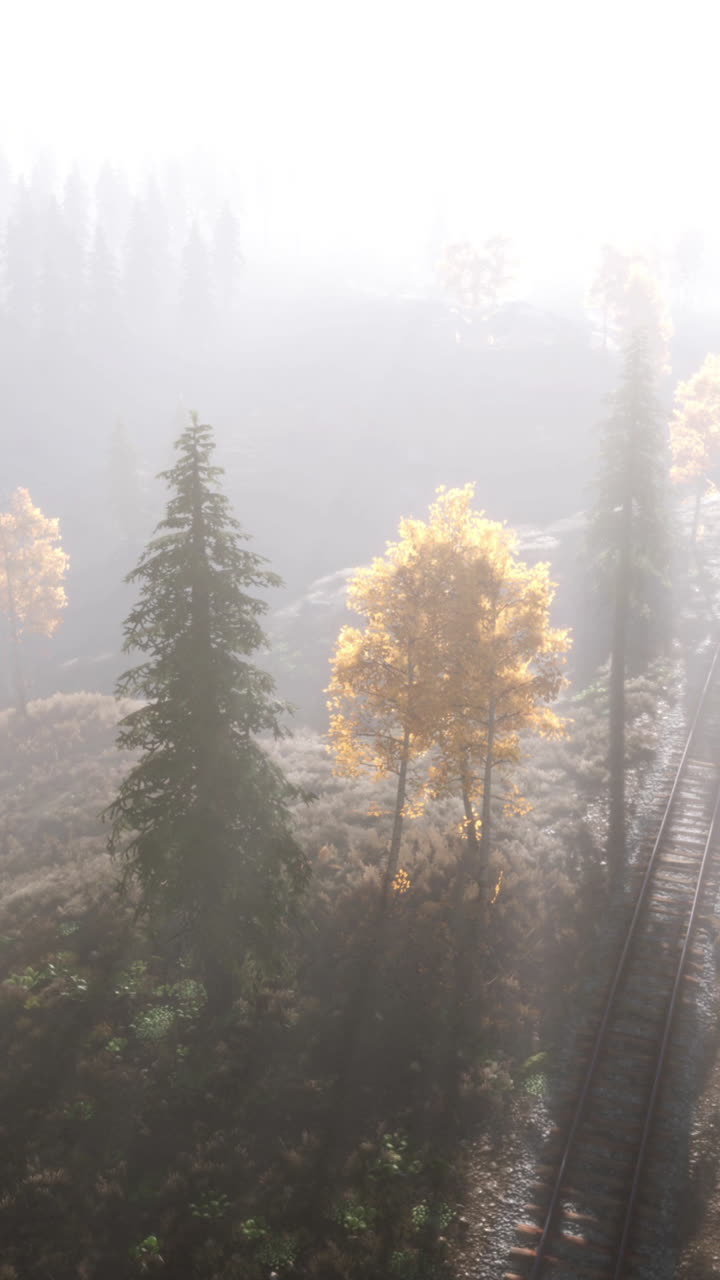 황금 나무 와 철도 가 있는 안개 숲