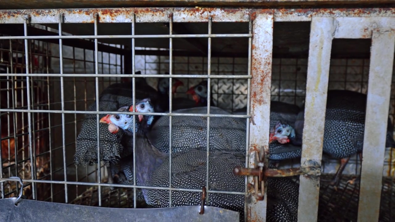 Guinea fowl in rusty wire cage at outdoor poultry market, Chicago. Spotted black and white plumage, red wattles and metal enclosure detail.