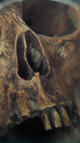 cleaning a fossil skull