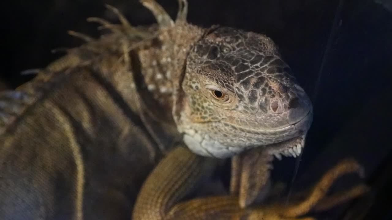 이구아나 의 클로즈업
