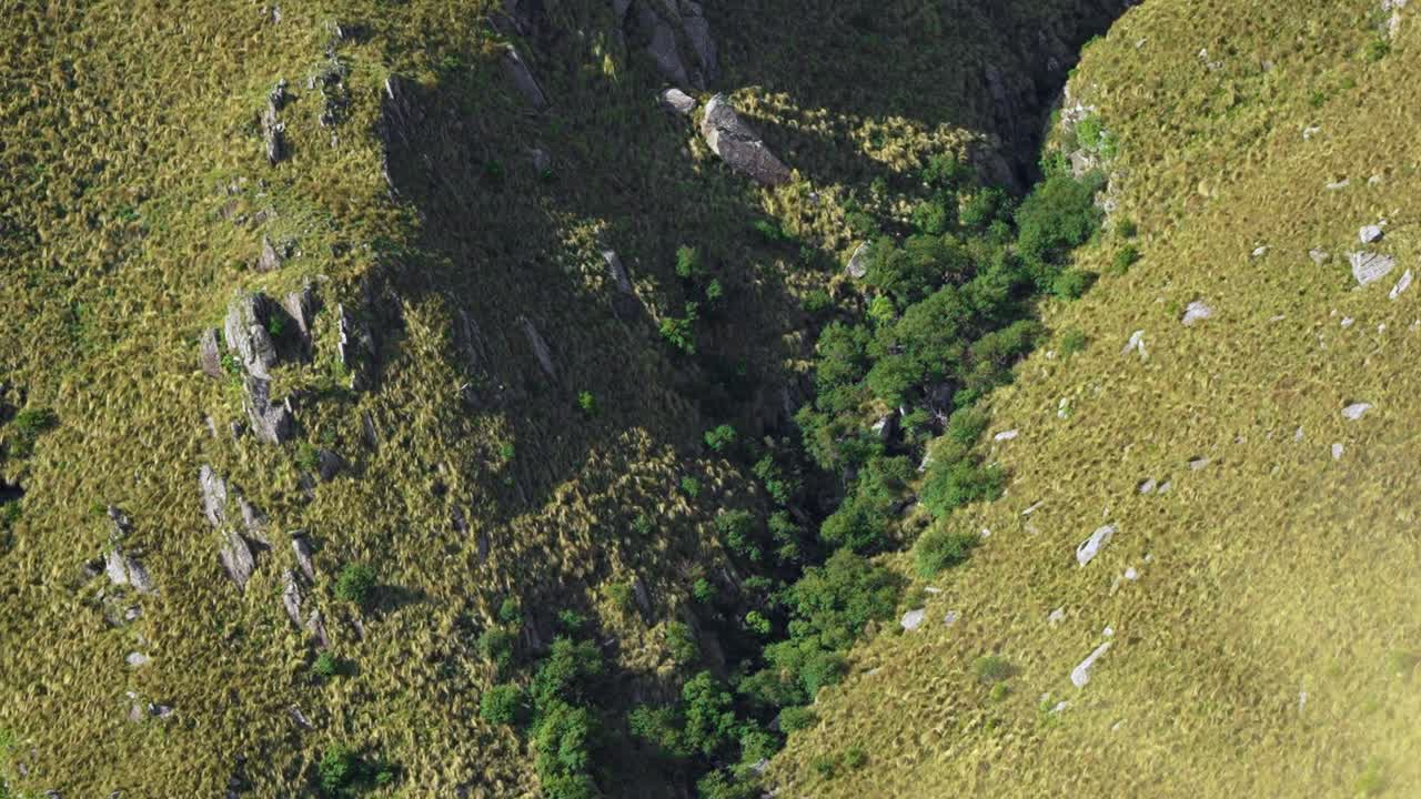 vista de un bosque de tabaquillo en la ladera de una montaña