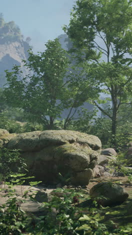 tranquil forest scene with lush greenery and rock formations