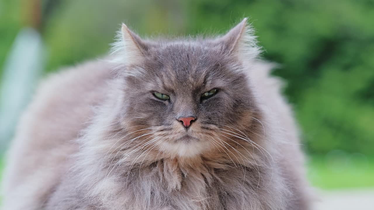 Serious farm cat with thick coat, close-up against blurred green rural backdrop