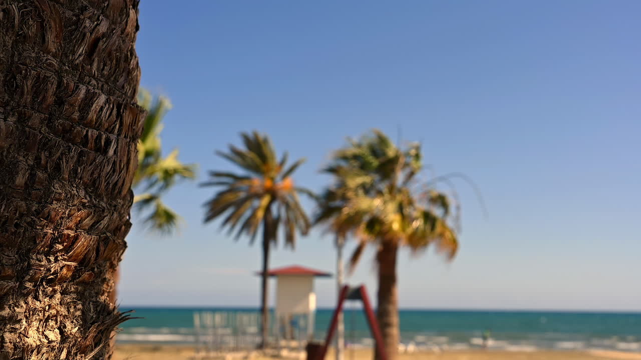 A palm tree close up with blurred lifeguard hut and palm trees in the background at a sandy beach in Cyprus