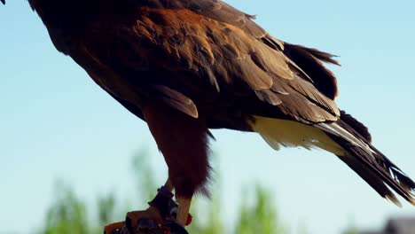 Falcon-eagle-perching-on-a-plant