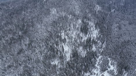 volando en un frío día de invierno sobre un bosque de pinos cubierto de nieve, vista de arriba hacia abajo