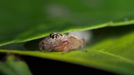 Jumping-spider-neatly-reverses-between-leaves,-macro-close-up