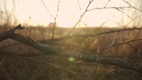 sunset over a marsh