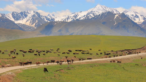 animals, horses and cows graze in the meadows of the elbrus region, go out on the road, interfering with the movement of cars.