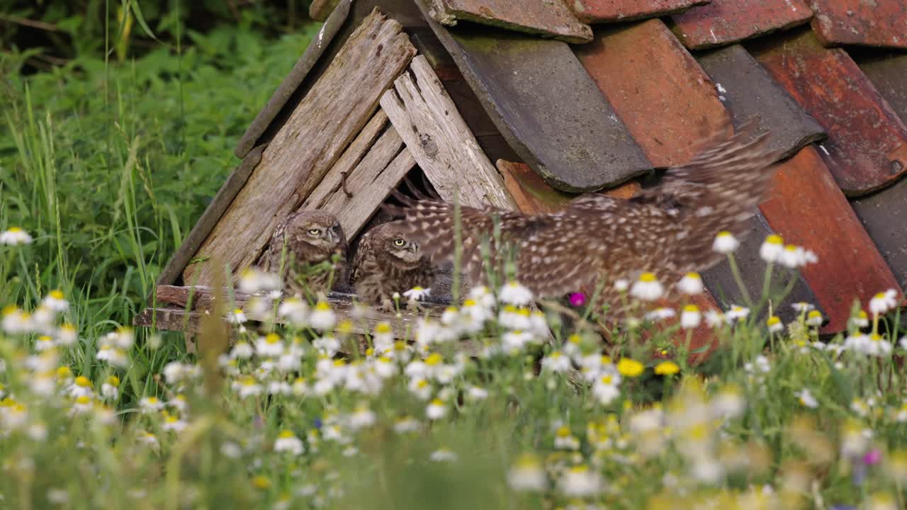 búho alimentando a sus hijos, estático